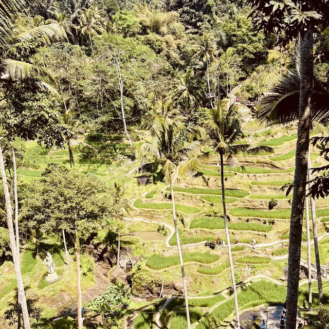 🌾✨ *Tegalalang Rice Terrace: Bali’s Iconic Emerald Staircase* ☀️🌿