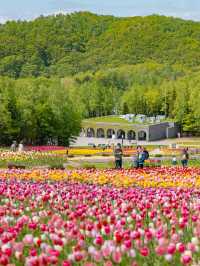 Takino Suzuran Hillside Park ชมทุ่งทิวลิปสุดอลัง🌷