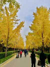 Cypress Shadows and Ginkgo Gold – The Seasons of Ditan Park
