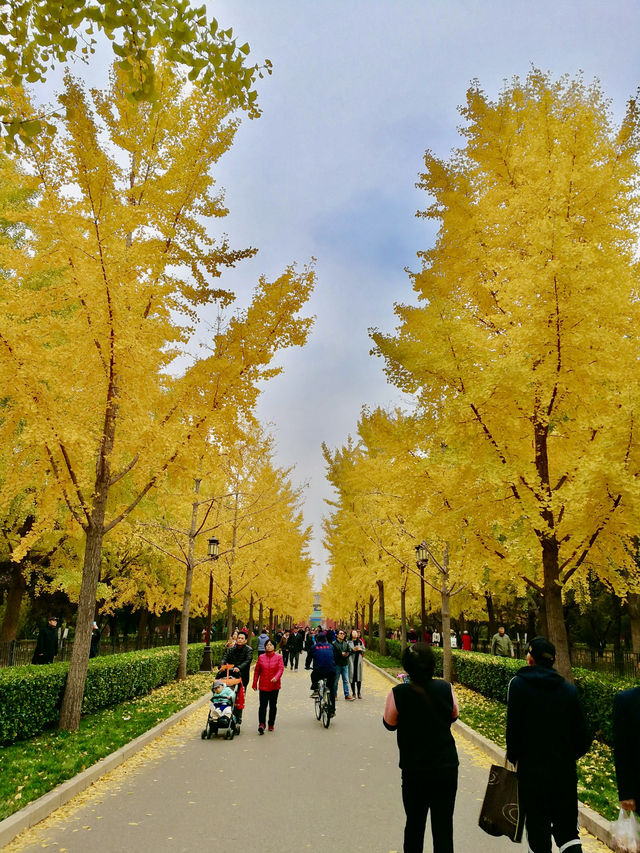 Cypress Shadows and Ginkgo Gold – The Seasons of Ditan Park
