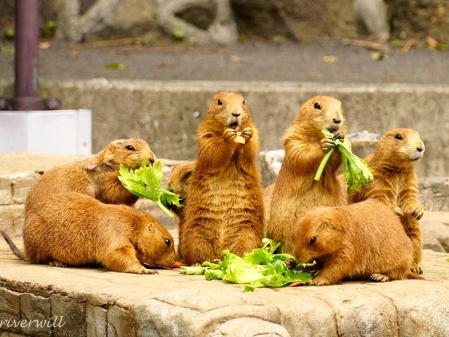 【静岡】距離感0の動物とふれあえる!「伊豆シャボテン動物公園」 【静岡】距離感0の動物とふれあえる!「伊豆シャボテン動物公園」