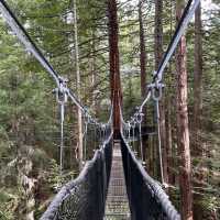 Redwood Forest (Whakarewarewa Forest) – Rotorua, Bay of Plenty