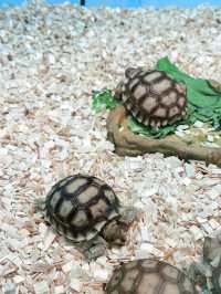 Explore the Wonders of Nature at Just Pets Megastore Damansara