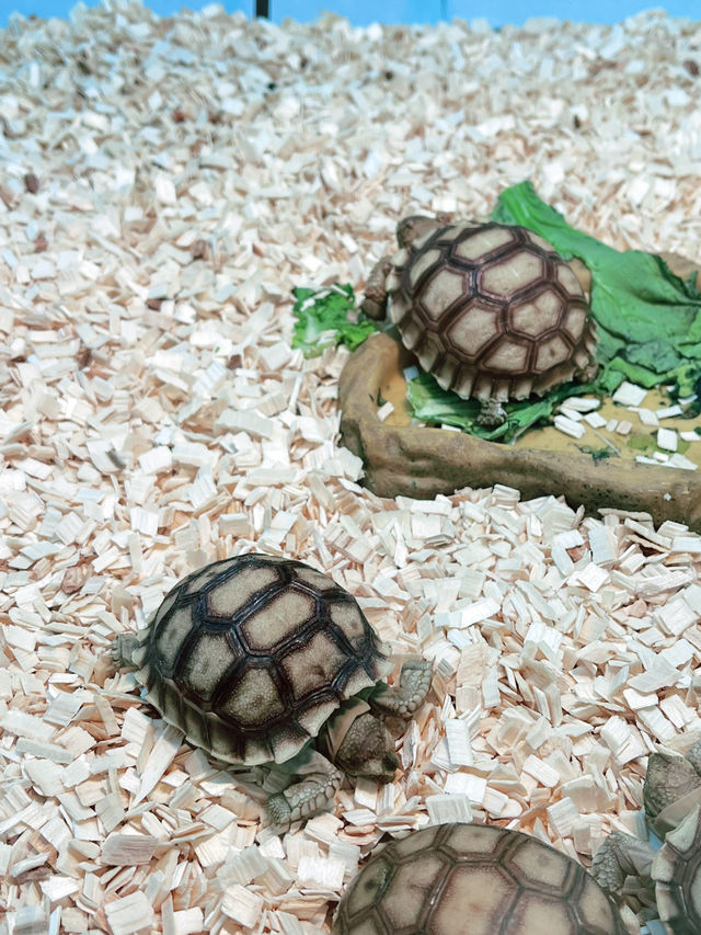 Explore the Wonders of Nature at Just Pets Megastore Damansara Explore the Wonders of Nature at Just Pets Megastore Damansara