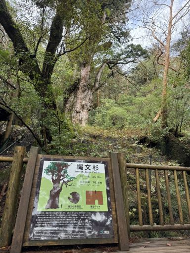 鹿児島、屋久島、宮崎3日間の旅 | Trip.com 日南