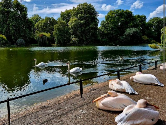 St James’s Park (세인트 제임스 파크)