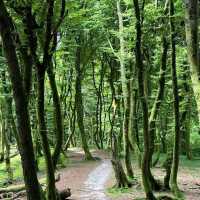 Rold Skov
