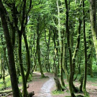 Rold Skov