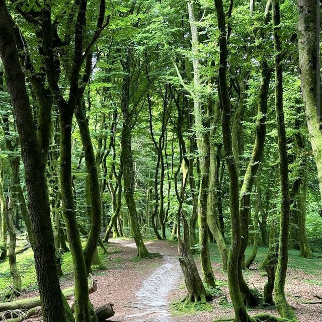 Rold Skov