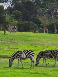 Werribee Open Range Zoo: Melbourne’s Mind-Blowing Safari Adventure 🦒🚍