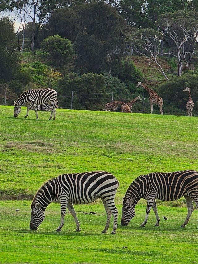 Werribee Open Range Zoo: Melbourne’s Mind-Blowing Safari Adventure 🦒🚍