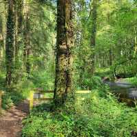 Mullinhassig Wood & Waterfalls, Aghavrin – Cork’s Wooded Waterfall Retreat