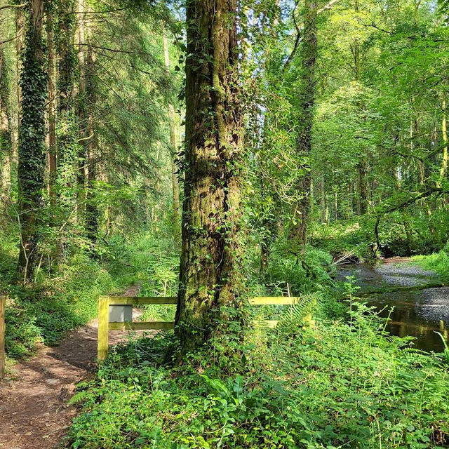 Mullinhassig Wood & Waterfalls, Aghavrin – Cork’s Wooded Waterfall Retreat