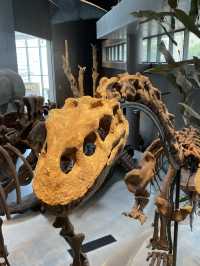 Shanghai Natural History Museum 🦖🦕🐘🦌🦒🦏🦥