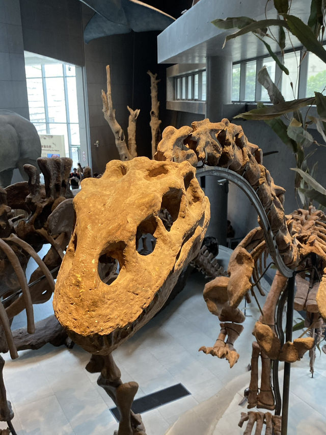Shanghai Natural History Museum 🦖🦕🐘🦌🦒🦏🦥