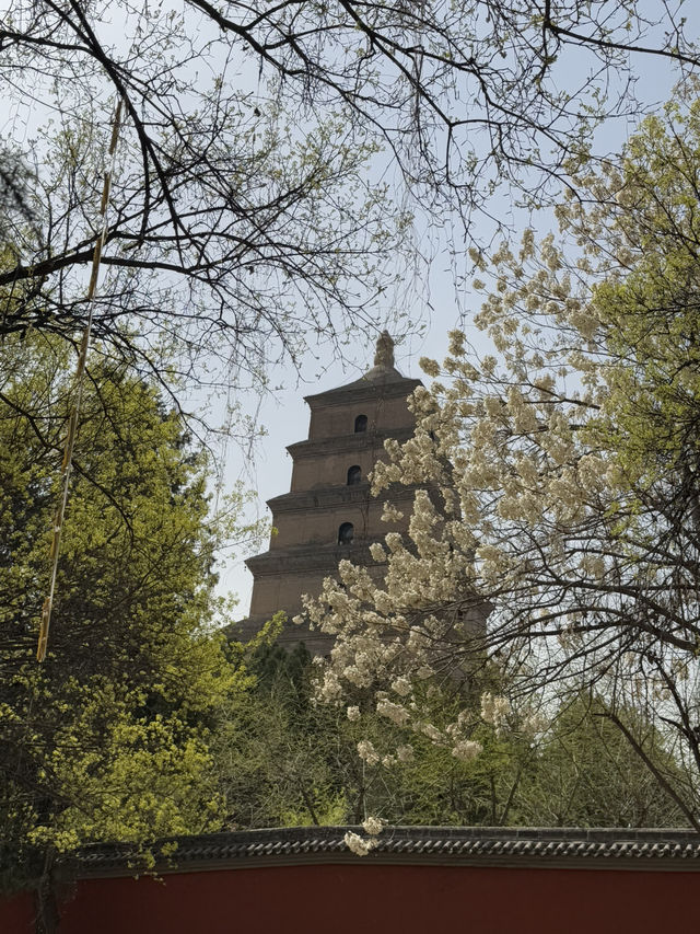 Pagoda Tranquility🌳 Pagoda Tranquility🌳