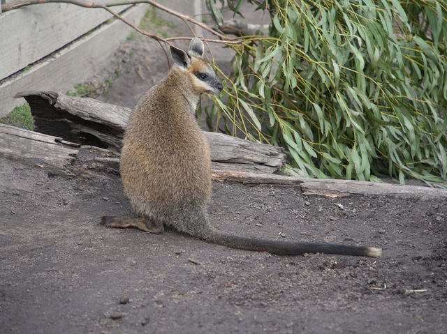 🐨【墨爾本一日遊推薦】瑪璐考拉動物公園:同袋鼠考拉做朋友!  🐨【墨爾本一日遊推薦】瑪璐考拉動物公園:同袋鼠考拉做朋友!