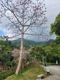 深圳梧桐山慢活行⛰️最強登山路線/打卡景點/交通懶人包✨