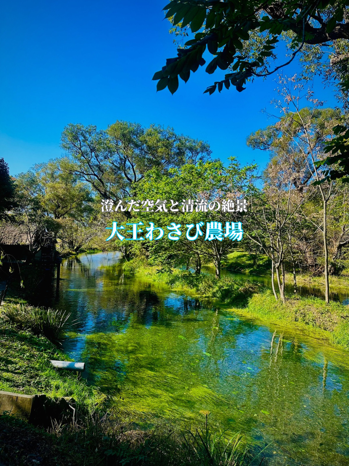 日本の自然美🥰清らかな湧き水が生み出す絵画のような絶景🥹ここは日本最大級のあの畑✨✨✨