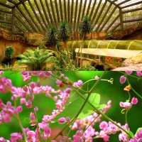 Butterfly Wonderland at Entopia: A Must-Visit in Penang 🦋🌺