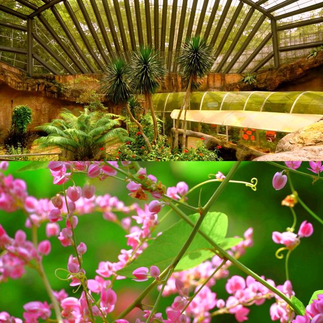 Butterfly Wonderland at Entopia: A Must-Visit in Penang 🦋🌺