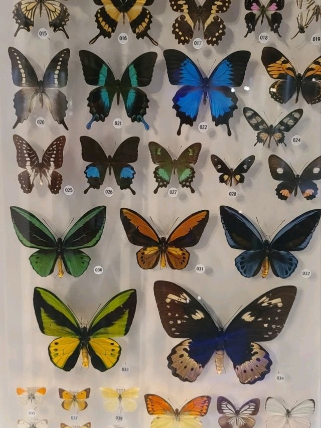 NATIONAL MUSEUM OF NATURE AND SCIENCE.