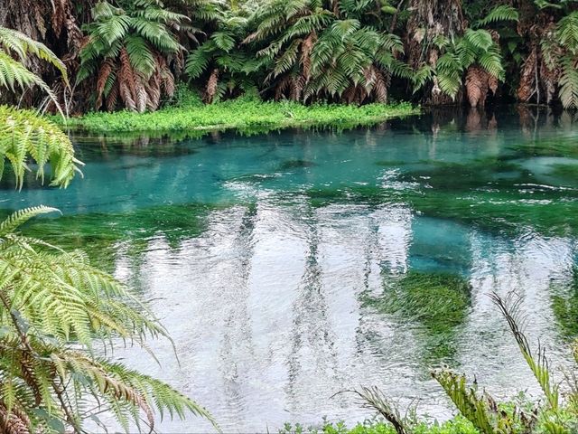 Pure Blue: New Zealand's Blue Spring