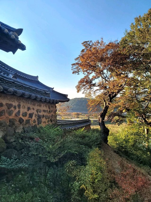 가을이 오면 꼭 가야할 은행나무명소💛