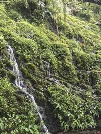 太平山蹦蹦車與古道探秘