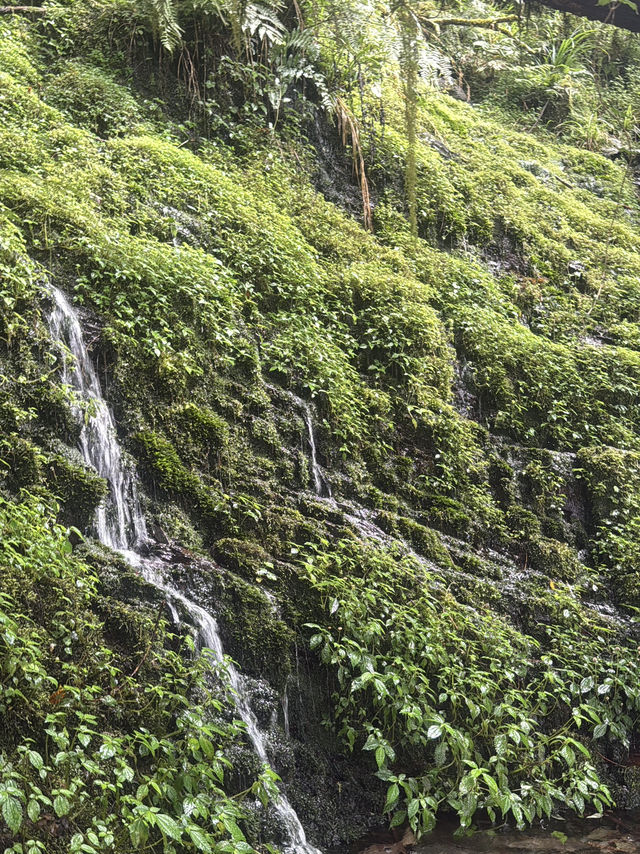 太平山蹦蹦車與古道探秘 太平山蹦蹦車與古道探秘