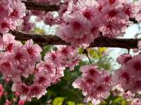 櫻花竹林秘境．石壁山壯麗之旅