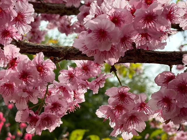 櫻花竹林秘境．石壁山壯麗之旅
