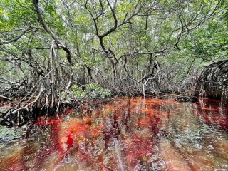 セレスツンの自然の驚異を探る