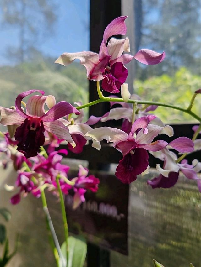 Orchid Forest Cikole: A Blend of Orchids and Cool Pine Woods Orchid Forest Cikole: A Blend of Orchids and Cool Pine Woods