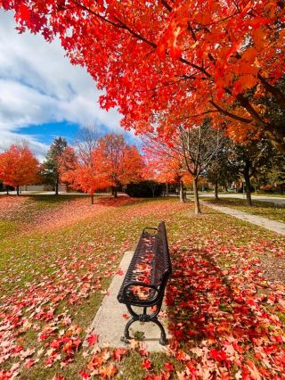 #canadatrip

🇨🇦🍁 Canada’s Autumn – A Living Painting Come to Life

Autumn in Canada is one of the most magical seasons you can experience. The landscape transforms into a breathtaking palette of fiery reds, golden yellows, and warm oranges — like nature has brushed every corner with colour 🍂🎨✨
At 65 Angus Glen Blvd, Markham, the fall vibes are especially stunning. The streets feel peaceful, the trees glow softly, and every step looks like a perfect postcard moment 🍁📸
It’s a short season, but its beauty is unforgettable — the kind that makes you stop, breathe, and feel grateful for the little things 🍂❤️

#CanadasAutumn #MapleSeason #FallVibes #MarkhamOntario #AutumnColors #NatureMagic #CanadaTravel