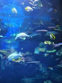 SEA LIFE  ย้อนวัยเด็กที่อควาเรียมกลางกรุง 🐠🪼🪸