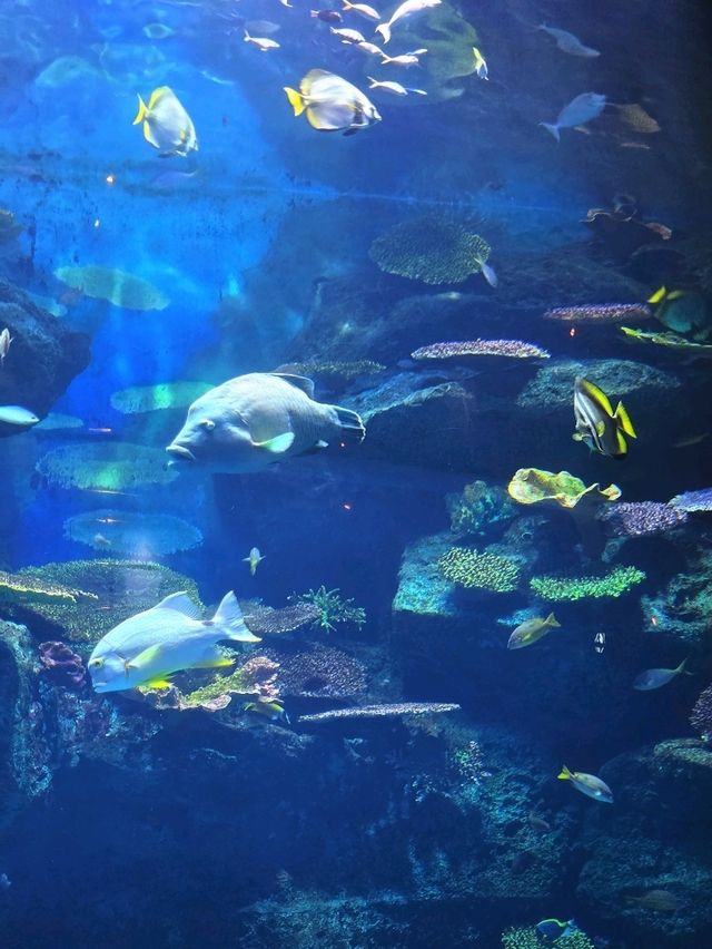 SEA LIFE  ย้อนวัยเด็กที่อควาเรียมกลางกรุง 🐠🪼🪸