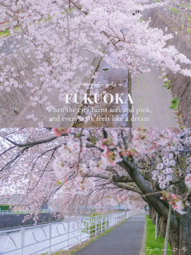 Sakura photo spots in Fukuoka🇯🇵🌸✨
