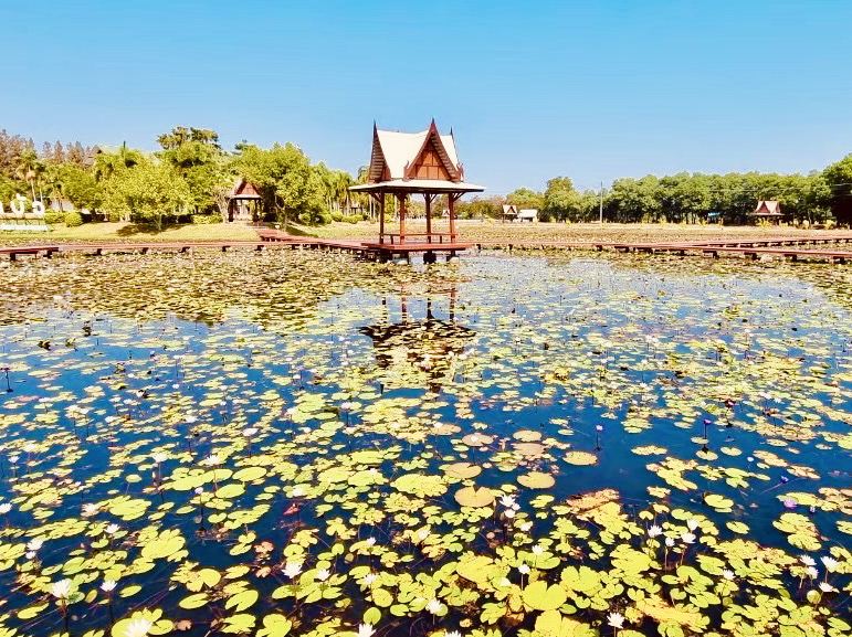 タイ最大級の蓮（ハス）の公園へご案内します。 | Trip.com サコンナコーン