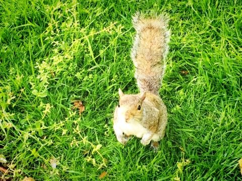 ロンドン・ハイドパーク｜リスに囲まれ、白鳥の親子が泳ぐ姿に超癒さ