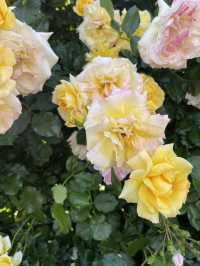 Hidden Rose Garden🌹 in Jeju