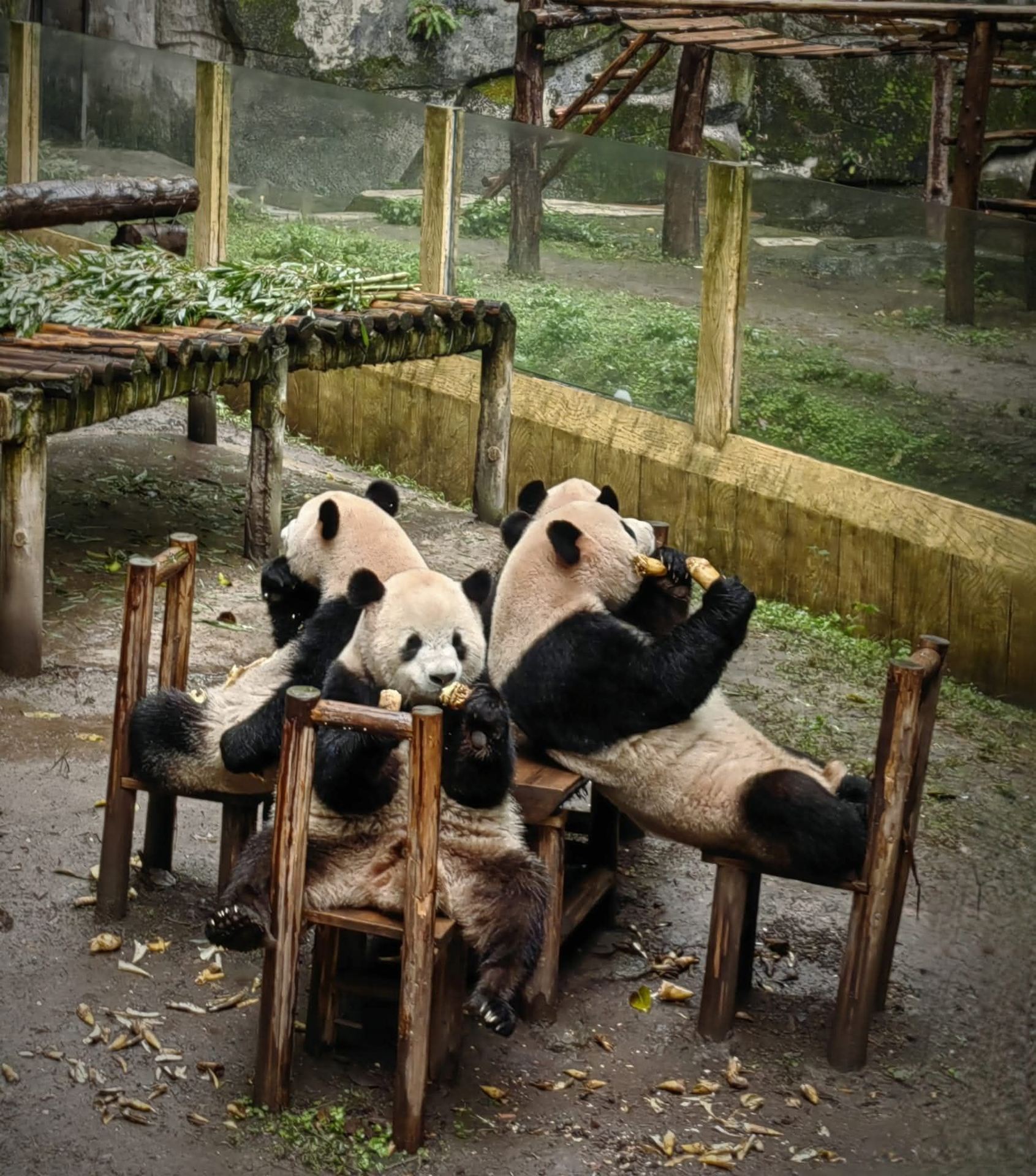 Khám phá Vườn thú Trùng Khánh 🐼 Nơi có những chú gấu trúc đáng yêu và nhiều loài động vật khác! 🦁✨

Nếu bạn đang đến thăm Trùng Khánh và tìm kiếm một kỳ nghỉ thư giãn, chúng tôi đặc biệt khuyên bạn nên thêm Vườn thú Trùng Khánh vào danh sách của mình! Mặc dù điểm nổi bật chính chắc chắn là những chú gấu trúc mũm mĩm đáng yêu đang vui vẻ gặm tre 🎋🐼, vườn thú rất rộng lớn và có nhiều loài động vật khác để xem. Bạn có thể dễ dàng dành cả ngày để khám phá! 🌿🦒

📍 Cách đến: Đi tàu điện ngầm tuyến 2 đến ga Vườn thú (动物园) và ra ở cửa số 1. Nó nằm ngay trước cổng vào vườn thú – cực kỳ tiện lợi!

🎟 Phí vào cửa: Rất phải chăng, chỉ khoảng 20-25 nhân dân tệ.

Giờ mở cửa: Mở cửa hàng ngày từ 8:00 sáng đến 6:00 chiều.

Giờ bán vé/vào cửa cuối cùng: 4:30 chiều.

💡 Mẹo bổ sung: Chúng tôi khuyên bạn nên đến thăm vào buổi sáng (khoảng 8:00 AM – 11:00 AM) vì đây là thời điểm gấu trúc hoạt động tích cực nhất, đi lại xung quanh, ăn tre và thường rất tỉnh táo. Nếu bạn đến thăm vào cuối buổi chiều, chúng có thể buồn ngủ hoặc đang trốn ở đâu đó.

#TrùngKhôn #DuLịchTrungQuốc #VườnThúTrùngKhôn #GấuTrấu #KhoảnhKhắcChuyếnĐiTH
