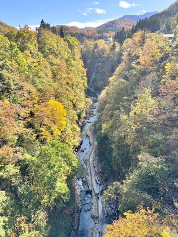 High Treetops, Deep Ravines: Autumn in Oyasu Gorge🎃