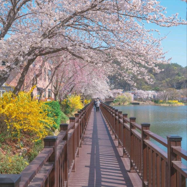 벚꽃터널을 여유롭게 걸을 수 있는 명소 "창녕 연지못"