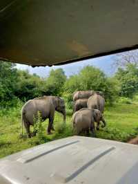 Udawalawe Safari - Sri Lanka. 