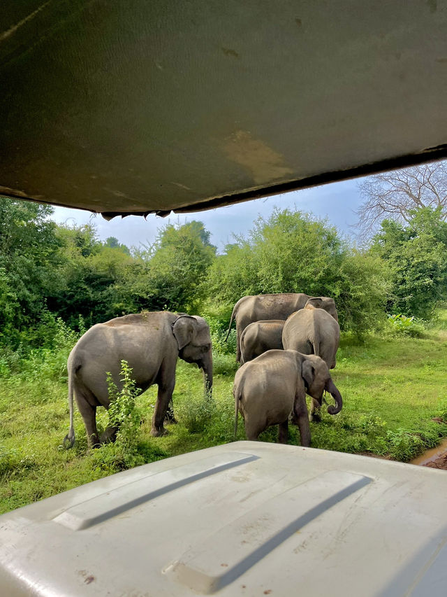 Udawalawe Safari - Sri Lanka. 