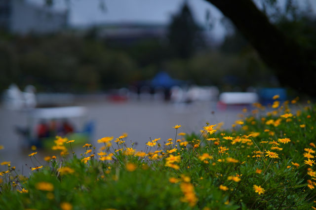  Late Afternoon at Burnham Park, Baguio