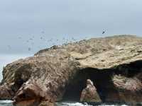 Paracas 'mini Galapagos' and National Reserve trip