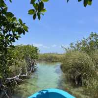 Sian Ka'an Mangrove Magic