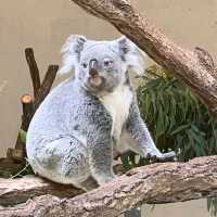 🐨多摩動物公園🦝超級大的動物園，與動物近距離互動